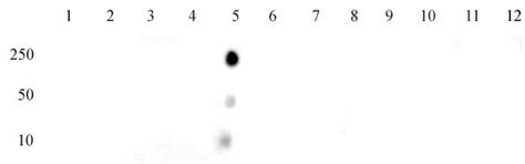 Histone H4K12ac antibody (mAb) (Clone MABI 0412) | Proteintech