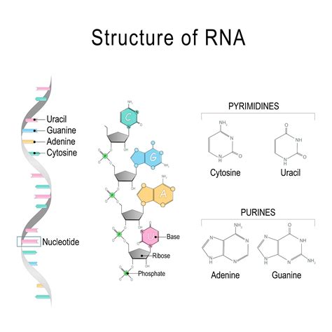 RNA Full Form 的图像结果