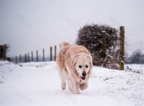 狗遛狗冬雪高清摄影图素材图片下载-万素网