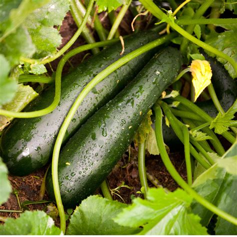Why Is Zucchini Expensive