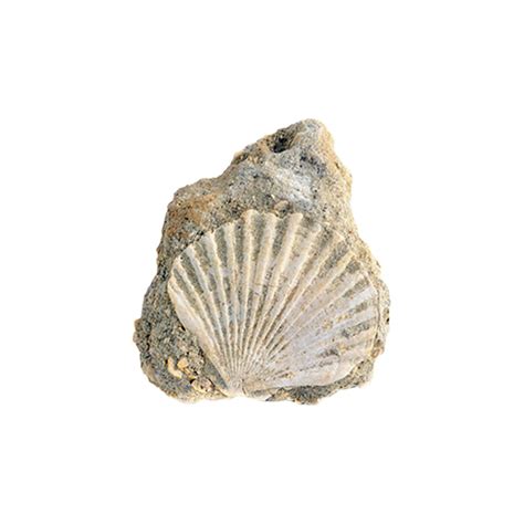 Image result for Round Shell Fossil