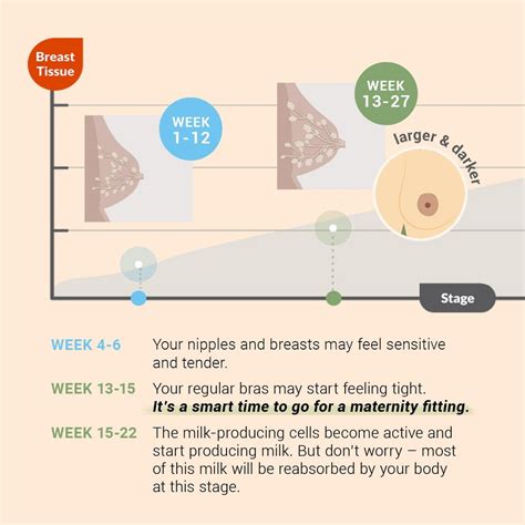 When Do Breasts Stop Developing