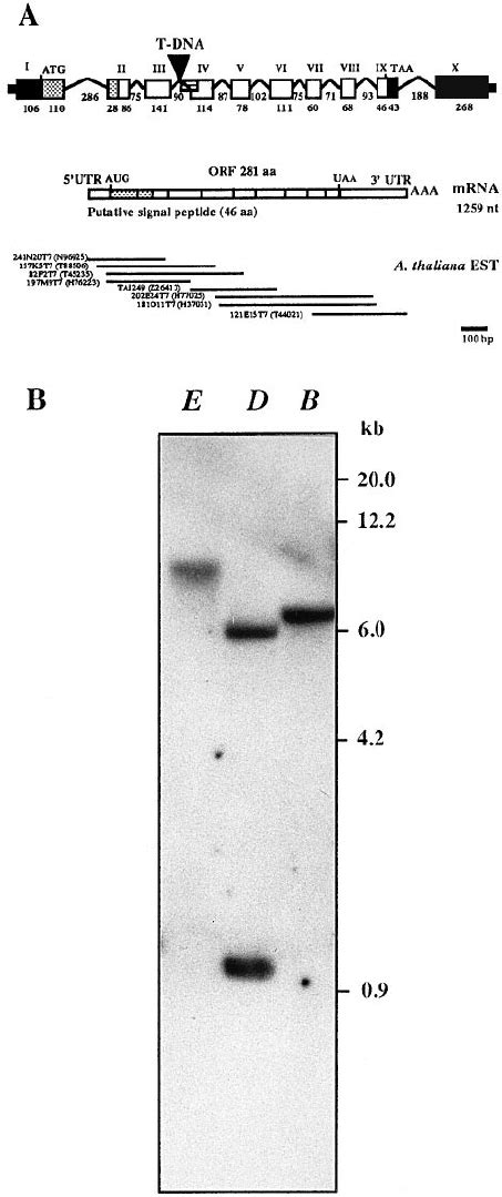 Image result for RPE Hexagonal Structure