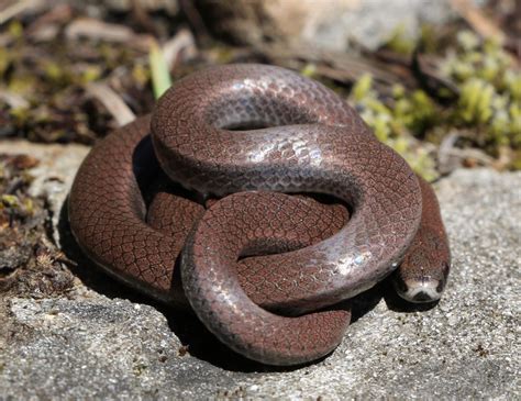Sharp Tailed Snake - NALT