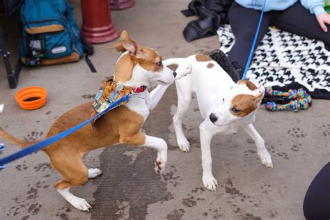 Photo gallery: Safe Hands Rescue at Bachman's - Eden Prairie Local News