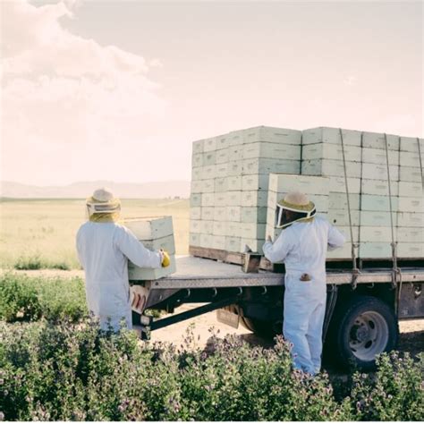 Local Honey 的图像结果