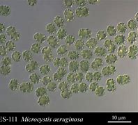 microcystis 的图像结果