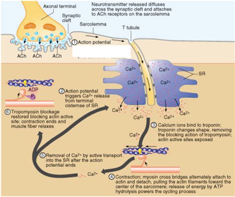 Action Potential Explained 的图像结果