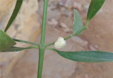 यहां श्रीकृष्ण ने अपने हाथों से बोया था मोती का पेड़... - here shri ...