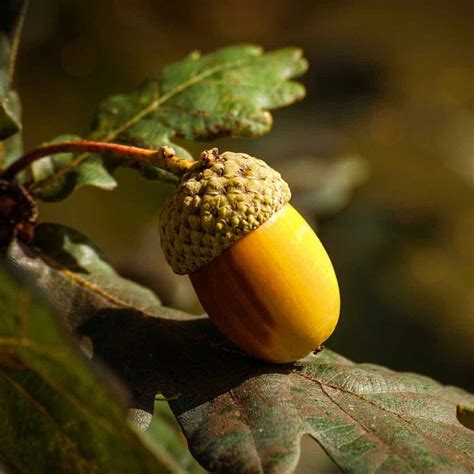 Acorn symbolism and meaning: Ultimate Guide - SimplyBeyondHerbs