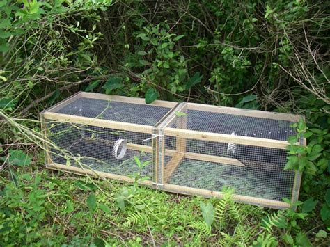 Image result for How to Build a Burmese Python Trap