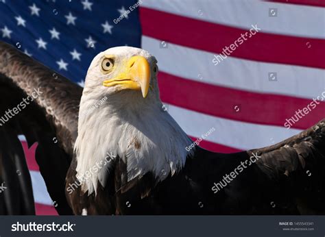 American Symbols 的图像结果