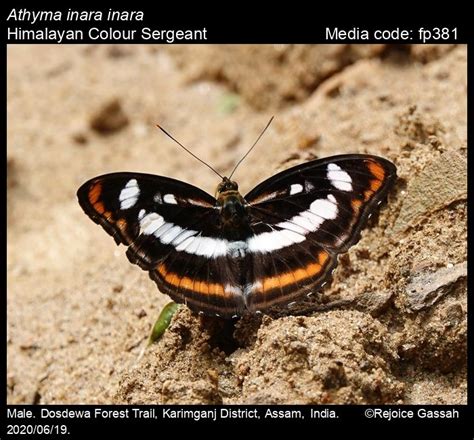 Athyma inara | Butterfly
