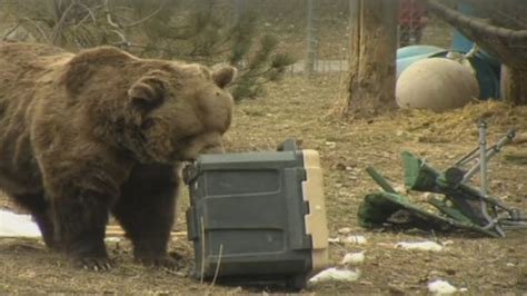 Be bear smart and bear aware with colorado parks and wildlife