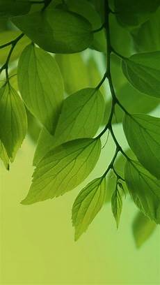 Green Leaf Wallpaper by Green Leaves Wallpaper 66 Images Green Leaf Wallpaper