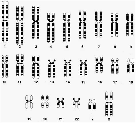 Image result for Research Code Sheet Example