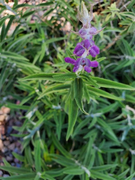 MEXICAN BUSH SAGE (Salvia leucantha) - Treeland Nurseries