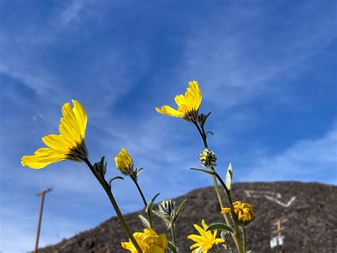 Community Schools | death-valley-schools
