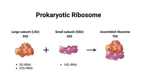 Prokaryotic Ribosome | BioRender Science Templates