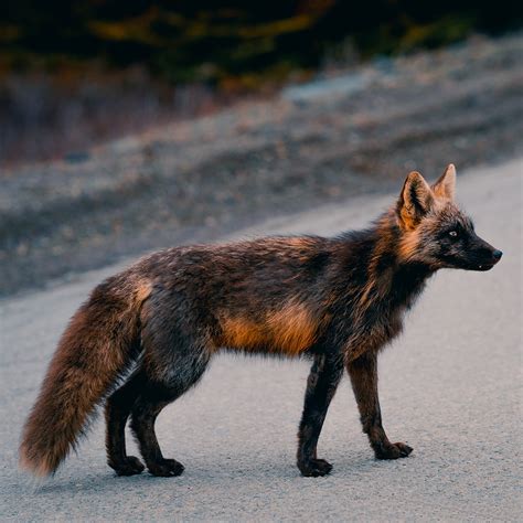 Cross Red Fox