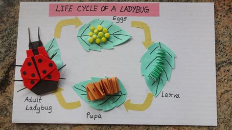 Ladybug life cycle wheel craft – Artofit