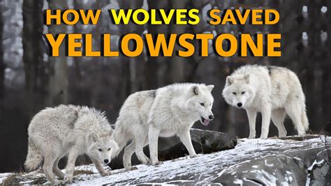 Image result for How Reintroducing Wolves Changed Yellowstone