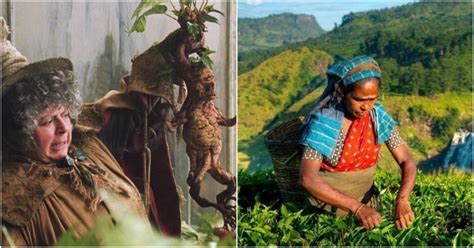 Study Says Plants 'Scream' When They're In Pain & This Should Stop Us ...