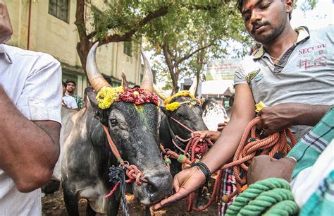 Photos: Why bull owners and tamers take part in jallikattu, despite the ...