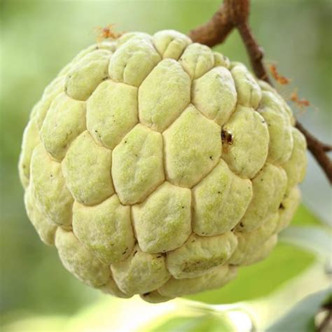 Sugar Apple / Sitafal - Golden - Annona squamosa Fruit Plant – M-Tech ...
