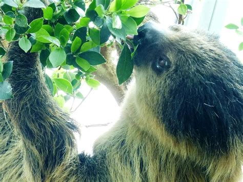 Image result for Linne's Two-Toed Sloth