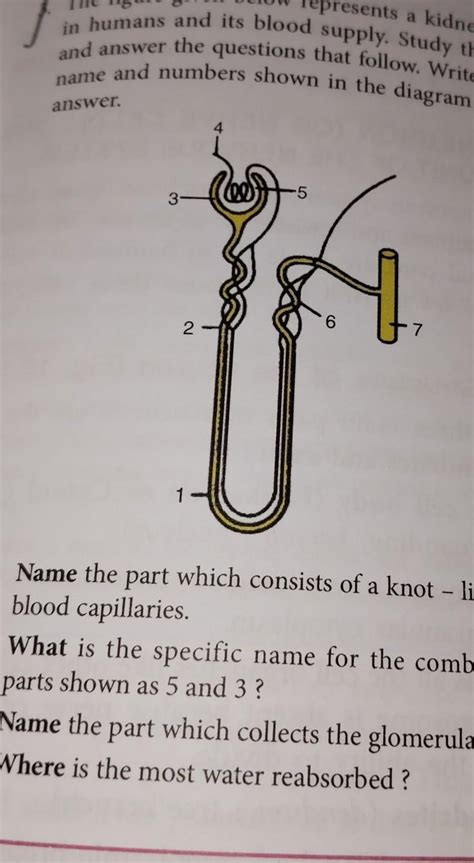The figure given below represents a kidney tubule in humans and its ...