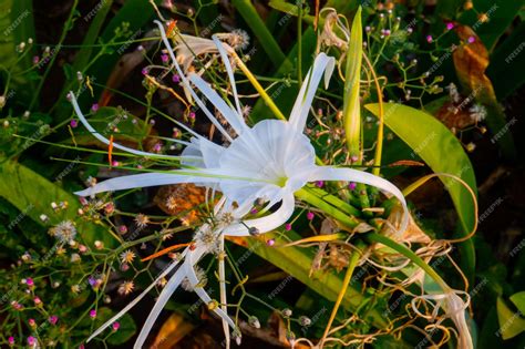 Premium Photo | Beautiful spider lily white flower in the park