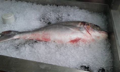 Rebac (Restoran) - Betina