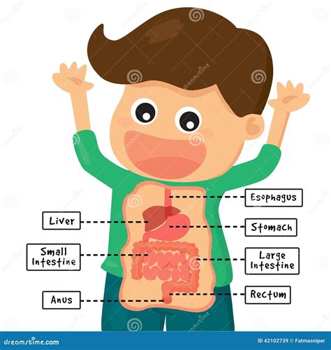 Digestive System Clipart For Kids