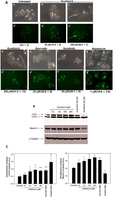 Ovothiol Isolated from Sea Urchin Oocytes Induces Autophagy in the Hep ...