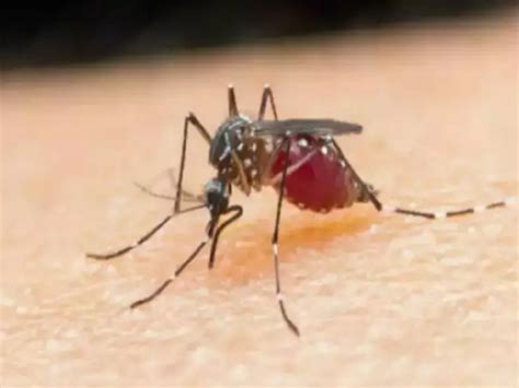 Delhi records 24% rise in Dengue, Malaria in 7 days - Times of India
