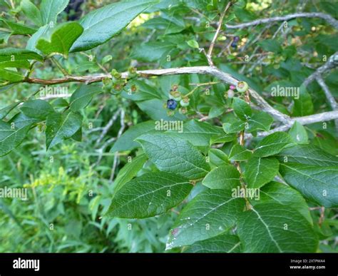 Northern highbush blueberry (Vaccinium corymbosum) Plantae Stock Photo ...