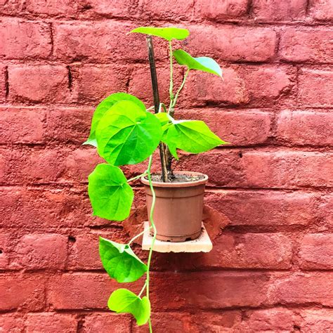Tinospora Cordifolia Giloy Plant | myBageecha