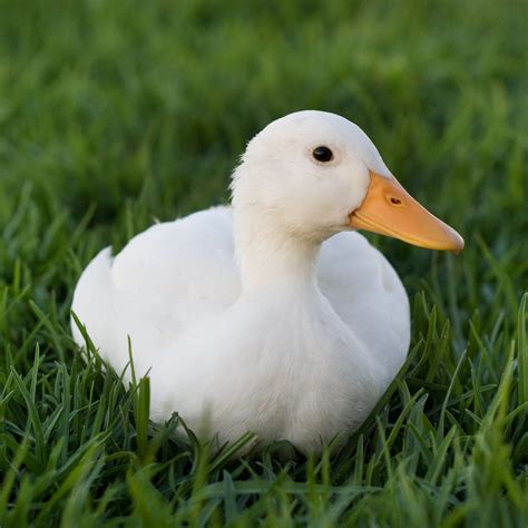 Image result for Duck Number Code in Python Using Count