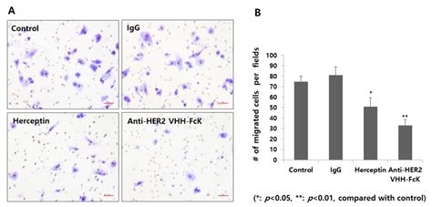 Expression and In Vitro Function of Anti-Breast Cancer Llama-Based ...