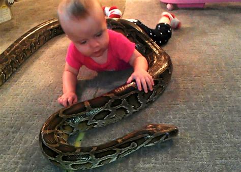 Image result for Baby Python Handling
