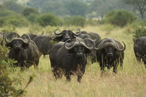 5-Day Guided Group Safari Across Kenya’s Top Parks – Economy Package ...