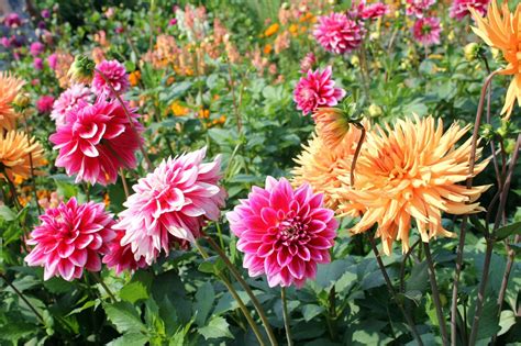 Dahlia Growing Tips - Caring For Dahlia Plants In The Garden ...