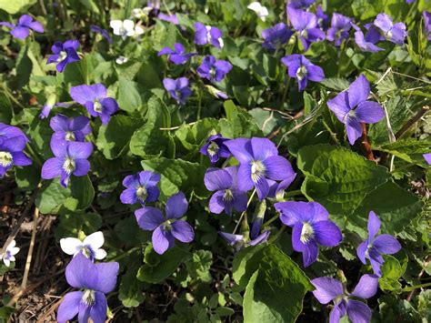 Wisconsin Wildflower | Wood Violet | Viola papilionacea| The Wisconsin ...
