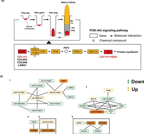 Transcriptome analysis reveals genes associated with wool fineness in merinos [PeerJ]