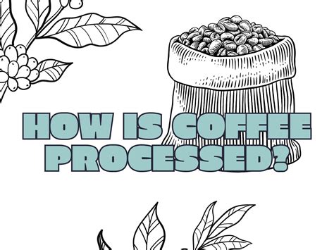 How Is Coffee Processed 的图像结果