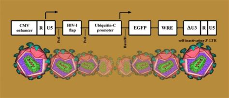 Core Algorithm Vector 的图像结果