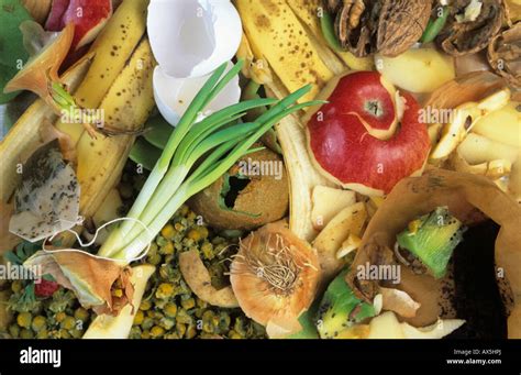 Image result for Biodegradable Waste Example