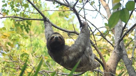 Sloth Climbing Tree 的图像结果