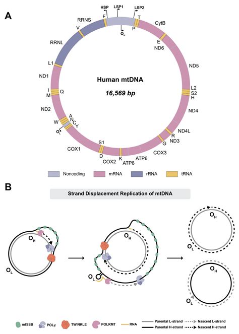 Mitochondrial DNA Replication and Disease: A Historical Perspective on ...